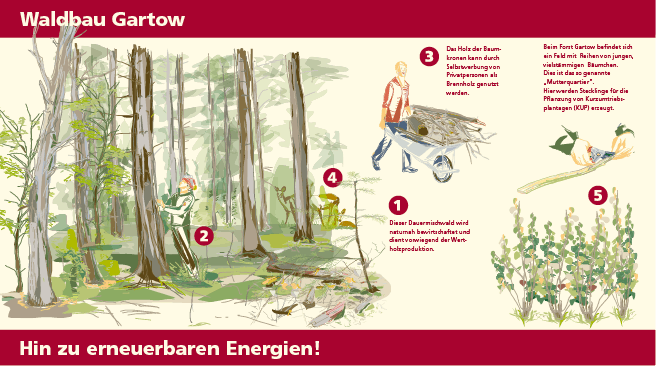 Bioenergietafel Gartow Illustration, Infografik Waldbau