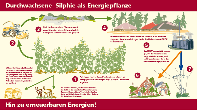 Infografik Bioenergie Energiepflanze Durchwachsenen Silphie, Illustration